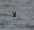 Least Storm-Petrel